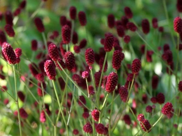 MAYA ELECTRIC CELL FOOD. Energy. Hemoglobin. Purifier. Calcium. Oxygen. Sickle Cell.