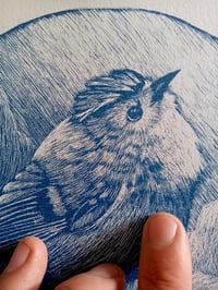 Image 2 of Il regolo blu - The blue goldcrest