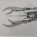 Image 2 of £50 originals - Langoustine, pointillism