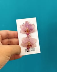 Image 1 of Orquídea “Phalaenopsis” | “stud”