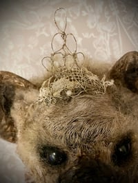 Image 4 of Holly the Hyena