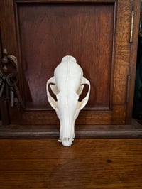 Image 1 of eu red fox skull 1