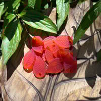 Image 1 of Blood Orange Resin Print Leaf