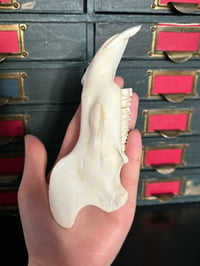 Image 3 of capybara jaw