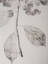Hydrangea A3 - Original Botanical Monoprint