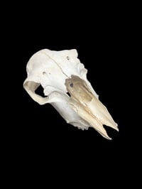 Image 3 of partial sheep skull