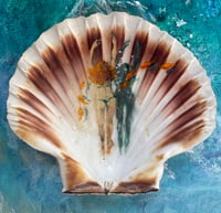Image 3 of Shell Swimmers 