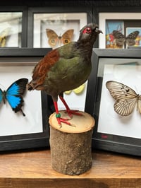 Image 2 of Taxidermy Crested wood partridge 