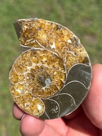 Image 3 of Ammonite Fossil Pair | Madagascar #2903