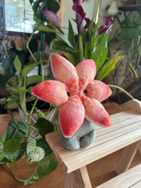 Image 4 of Lily Flower Bud - Yellow 2