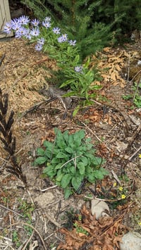 Image 4 of Shade Phacelia : Phacelia nemoralis