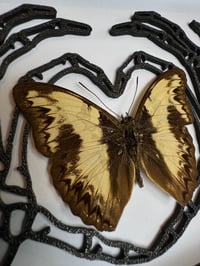 Image 3 of 14. Skeleton heart hands | Cymothoe indamora 