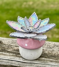Image 1 of Irid white succulent 