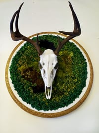 Image 1 of Forest Guardian