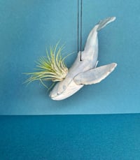Image 3 of  Humpback Whale with Air Plant , Hanging