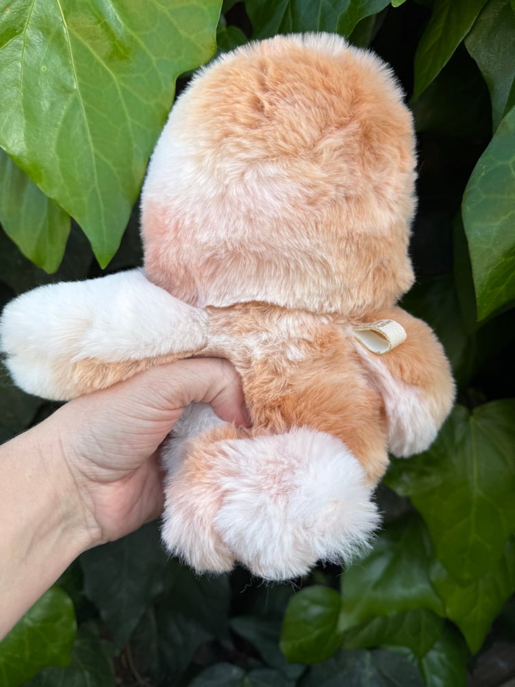 Image of silkie chicken-first payment