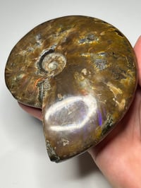 Image 17 of Large Purple Iridescent Ammonite Fossil #2443