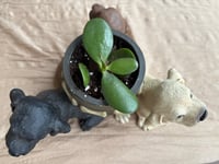 Image 2 of Jade Plant in Yellow, Chocolate, Black Lab Pot