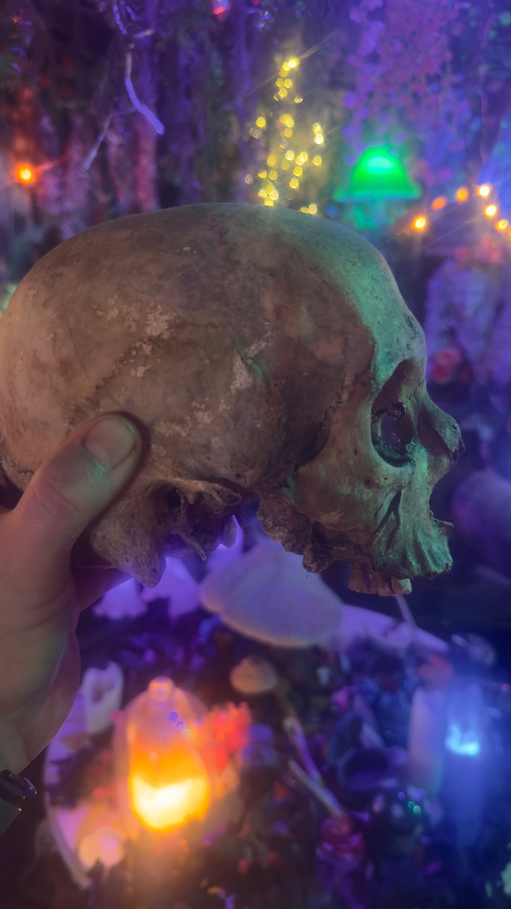 Real Human Skull 1