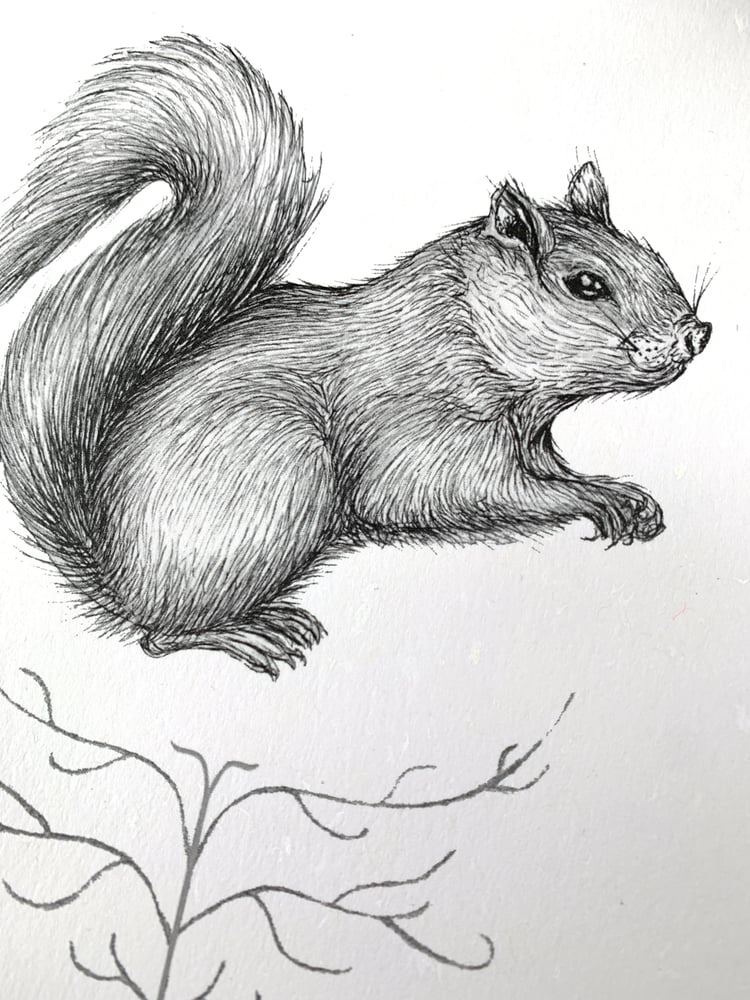 Image of ‘Hidden’ Squirrel Print