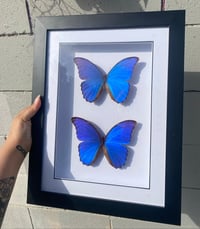 Double Morphos