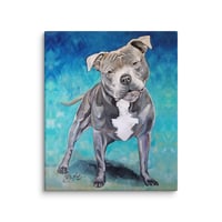 Image 4 of Blue Pitbull