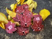 Carnelian Maple Leaf