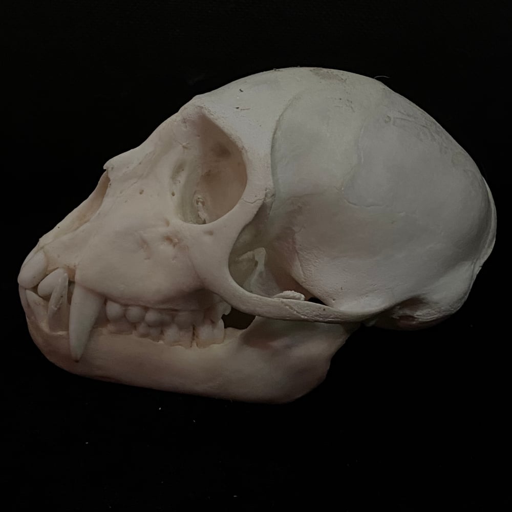 Image of Monkey Skull 