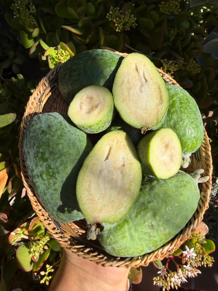 California Feijoa (Pineapple Guava) Box