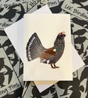 UK Birding Cards - Choose A Species