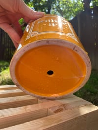 Image 4 of Red Log Peperomia in Yellow Gold "Killing It" Pot