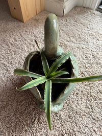 Image 2 of Earth Star in Green Duck