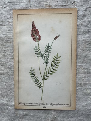Image of Original French Botanical Plate (A)