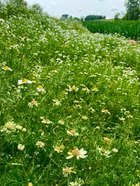 Image 1 of Chamomile Flower Tincture