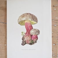 Image 9 of Planches De Champignons 