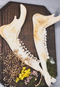 Image 3 of Double Deer Jaw Hanger Brown