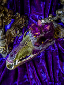Purple Quartz & Carborundum - Coyote Skull