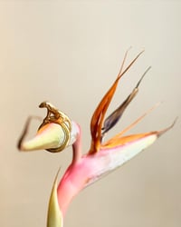 Image 5 of DOGGY DOG