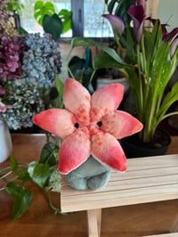 Image 1 of Lily Flower Bud - Yellow 2