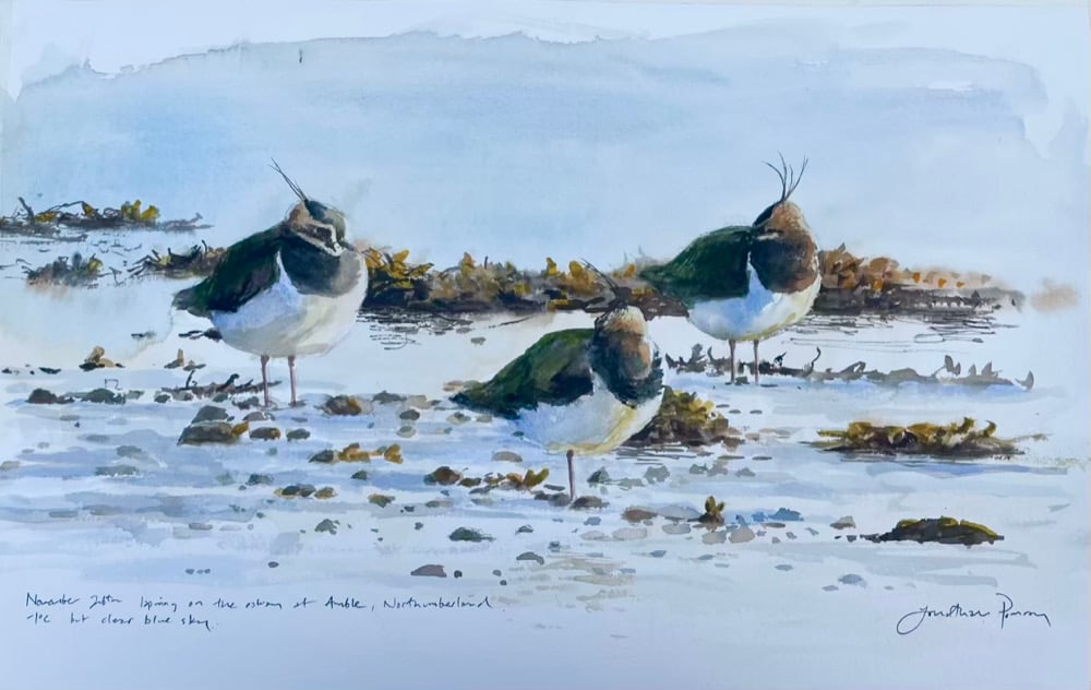 Image of Lapwings at Amble, 26th November