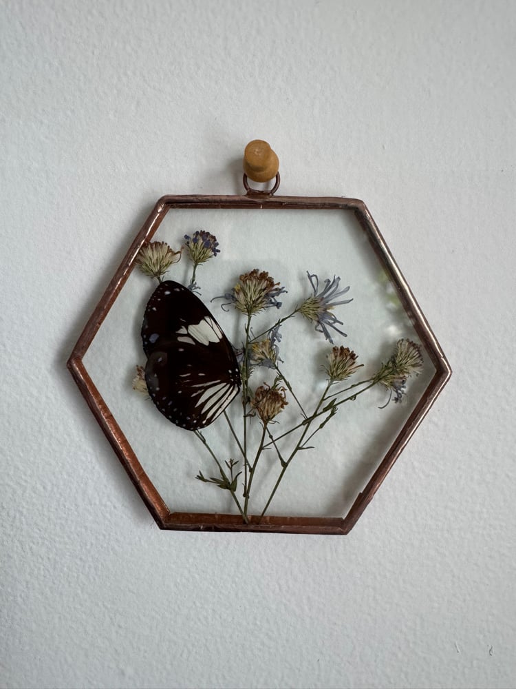 Hexagon with Aster & Butterfly wing