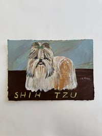 Shih Tzu