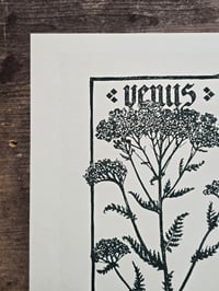 Image 2 of Venus Achillea • Planherbarium linocut paper print