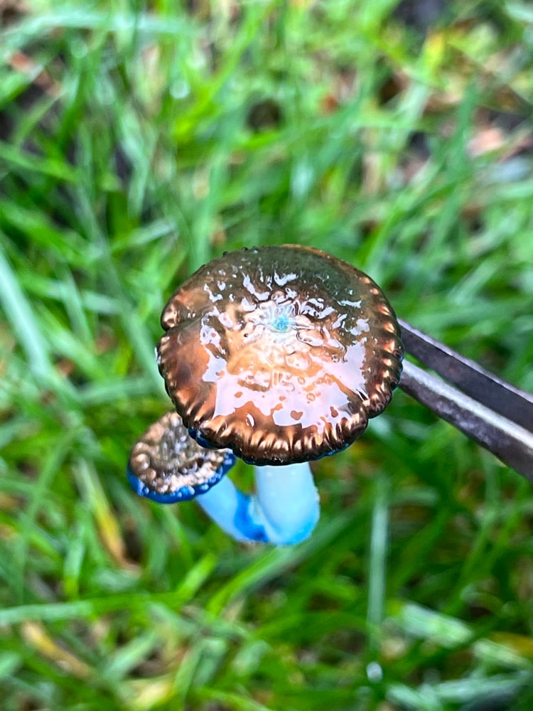 Image of Double Wavy Blue Staining Mushroom Pendant