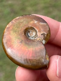 Image 10 of Rainbow Iridescent Ammonite Shell Fossil #2635