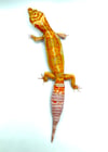 Giant White & Yellow Tangerine (Tremper) B2-13