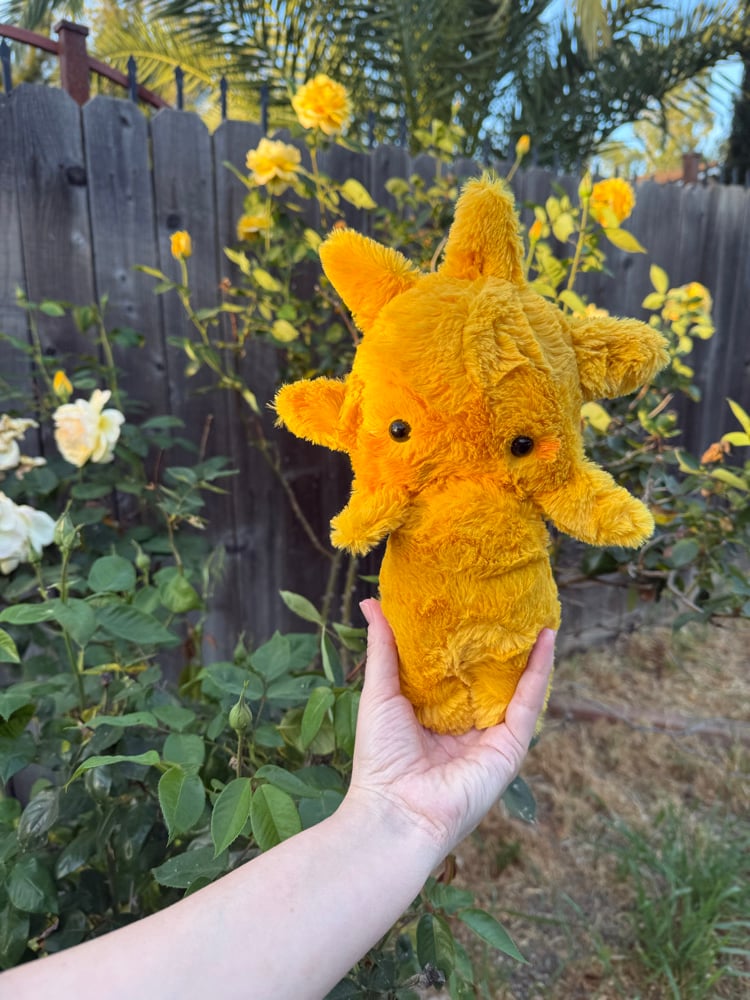 Image of Sun baby