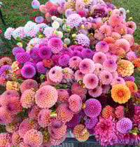 Dahlia seeds - available later