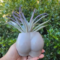 Image 3 of Cement Booty Planter - Cheeky Succulent Pot & Body Decor