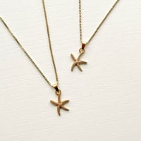 Image 1 of SUMMER COURT STARFISH 